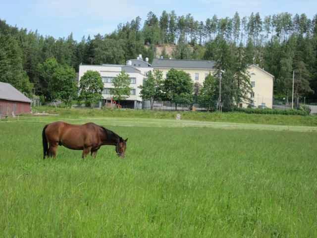 Hevonen laiduntaa vanhan Renkomäen koulun edustalla.