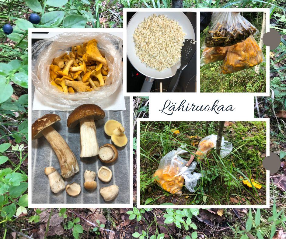 Kuvituskuva blogille: metsästä kerättyjä sieniä.
