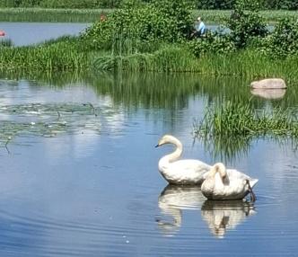 Kuvassa on aurinkoisena kesäpäivänä kuvattu lampi, jossa on kaksi joutsenta lähekkäin. Toinen joutsen katsoo eteenpäin, toinen sukii sulkiaan. Taustalla näkyy rantaheinikkoa ja veden pinnalla kasvavia lumpeen lehtiä.