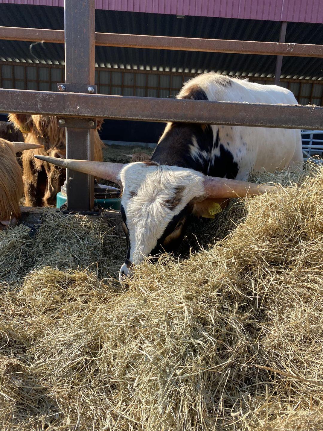 Kuvassa on kevytrakenteisen katoksen edessä highlandin karjaa ja texas longhorn-nauta syömässä rehua.