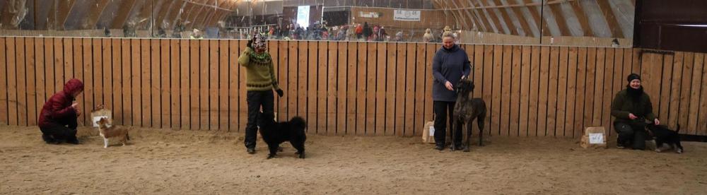 Best In Show 2024 koirat, kuvaaja Siru Niilahti