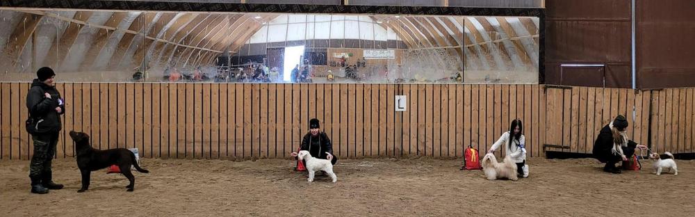 Best in show 2023 koirat