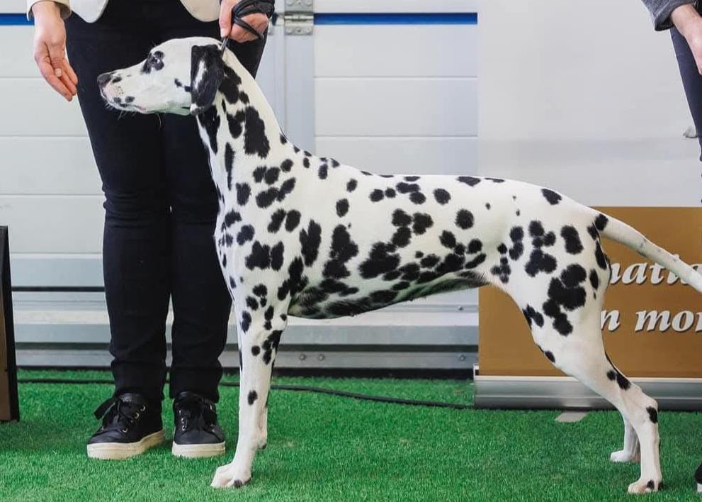 Firehouse's Zip A Dee Doo Dah