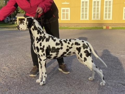 Holmankarin Åpera Diva
