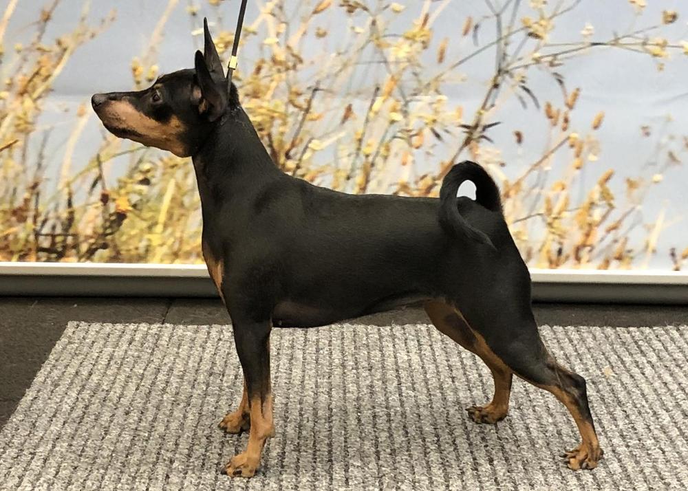 Mildstream I Am Incredible