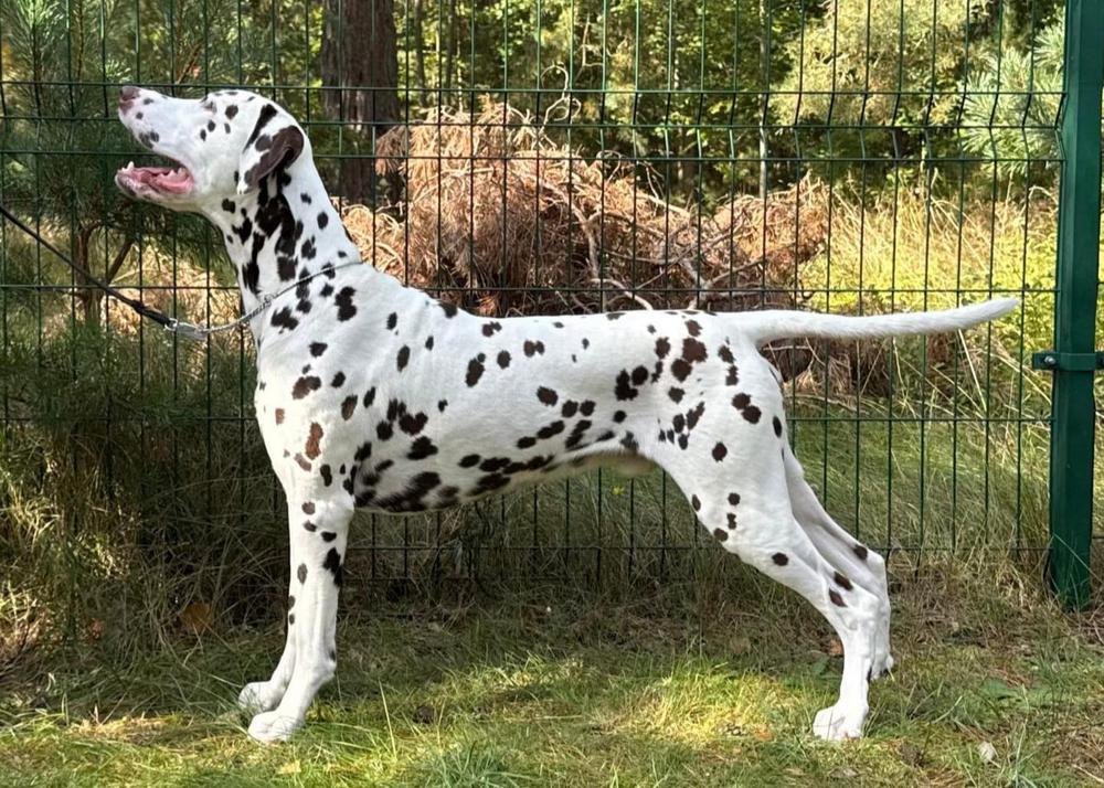 Gracilis Undercover Jaarma