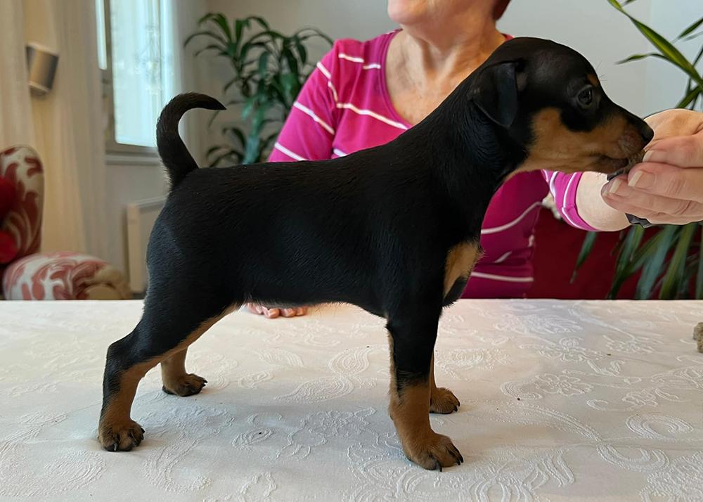 Holmankarin Eleonora