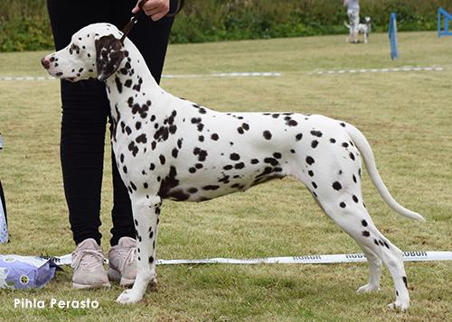 Holmankarin Zylvi's Secret