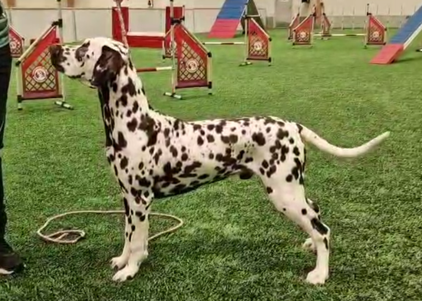 Holmankarin Enchanted Prince