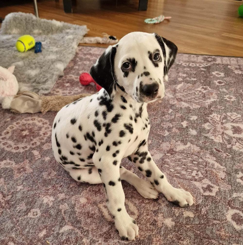 Dalmatiankoiran pentuja