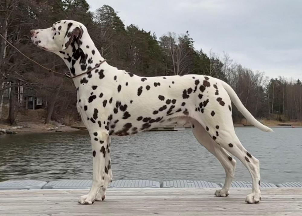 Gracilis Undercover Jaarma