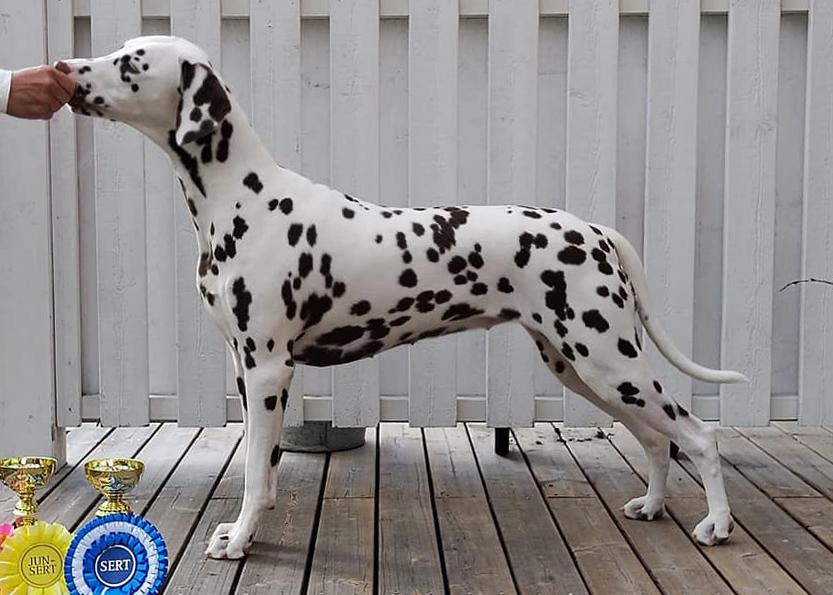 Holmankarin Ålways Loved