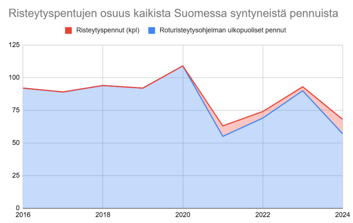 Roturisteytysjälkeläisten määrä näkyy kuvaajassa punaisena alueena ja muiden jälkeläisten määrä sinisenä alueena. Punainen alue muodostaa kapeahkon alueen sinisen raidan yläpuolelle jatkuen melko tasaisena vuodesta 2021 eteenpäin. Pentujen kokonaismäärässä sen sijaan ollut viime vuosina paljon vaihtelua, mikä näkyy kaavion väriäalueiden korkeuksien voimakkaana vaihteluna.