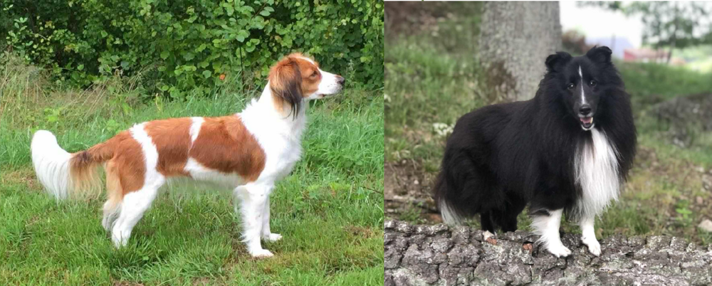 Vasemmalla kooikerhondje-narttu seisoo ja katsoo eteenpäin. Oikealla puolella kuvassa on mustavalkoinen shetlanninlammaskoirauros, joka katsoo kohti kameraa.