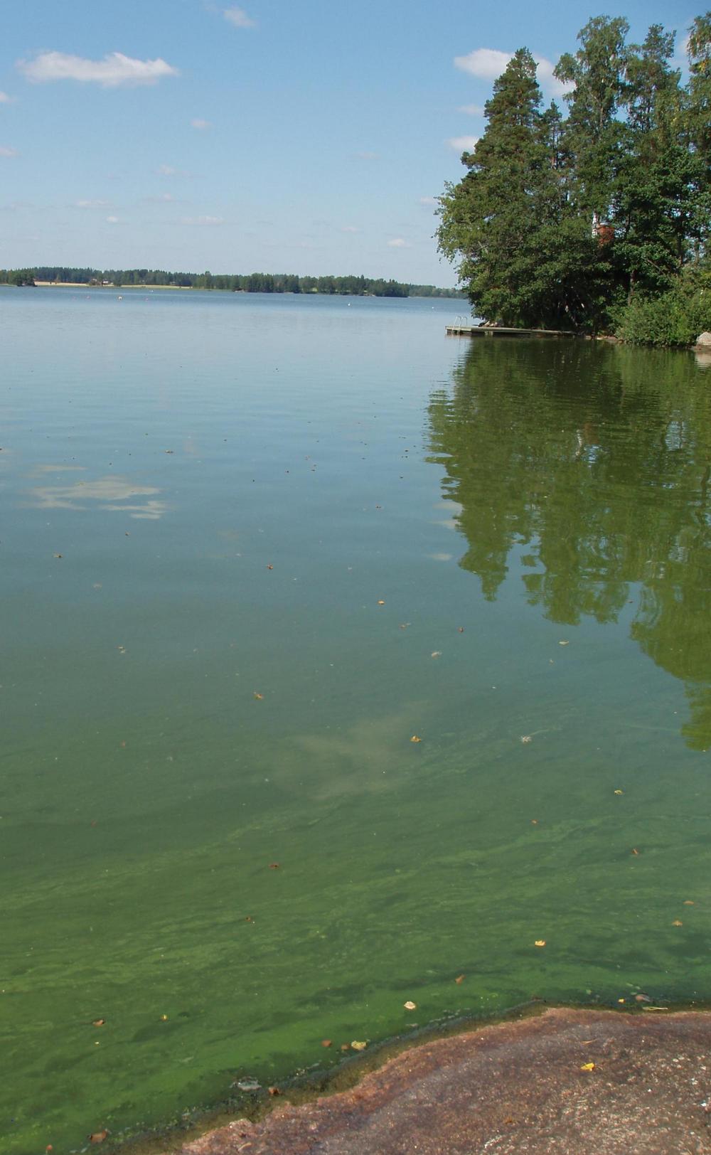 Sinileväkukinta Halosenniemessä