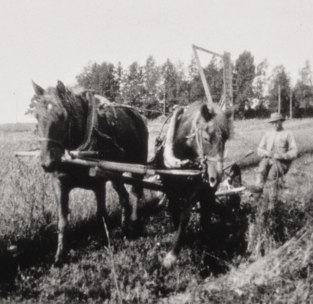 Hevonen kyntää peltoa