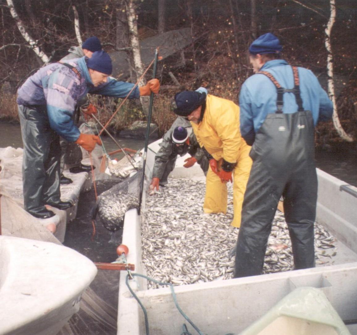 Kalastajat tyhjentävät nuottaa