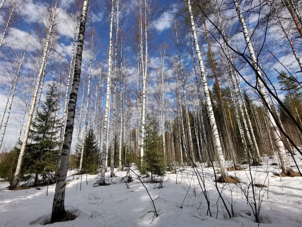 Valoisa kevätpäivä koivumetsässä. Maassa on vielä hieman lunta.