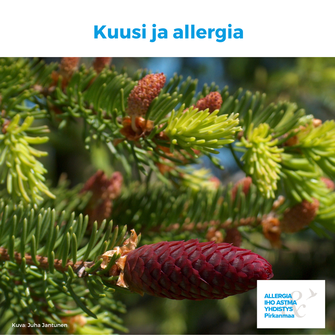 Kuvituskuvana kuusi.