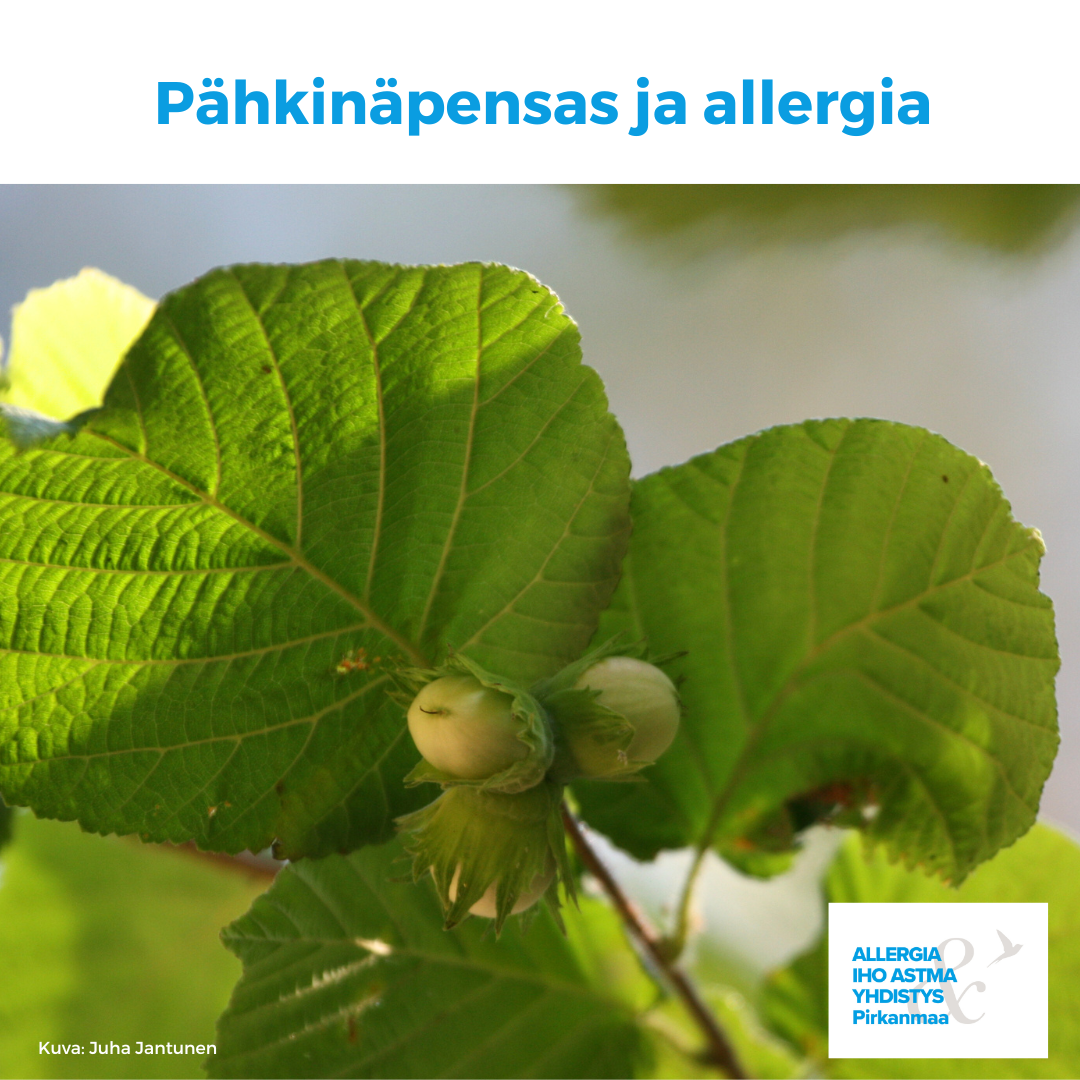 Kuvituskuvana pähkinäpensas.