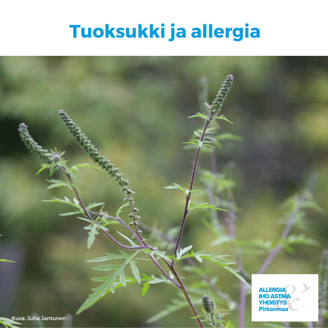 Kuvituskuvana tuoksukki.