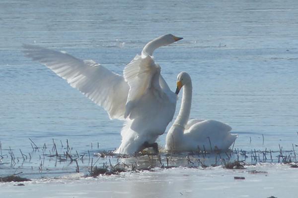                                                           
                                                                                                                                                                             
Kuva: Jorma Korhonen
