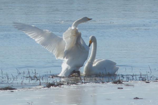                                                           
                                                                                                                                                                             
Kuva: Jorma Korhonen