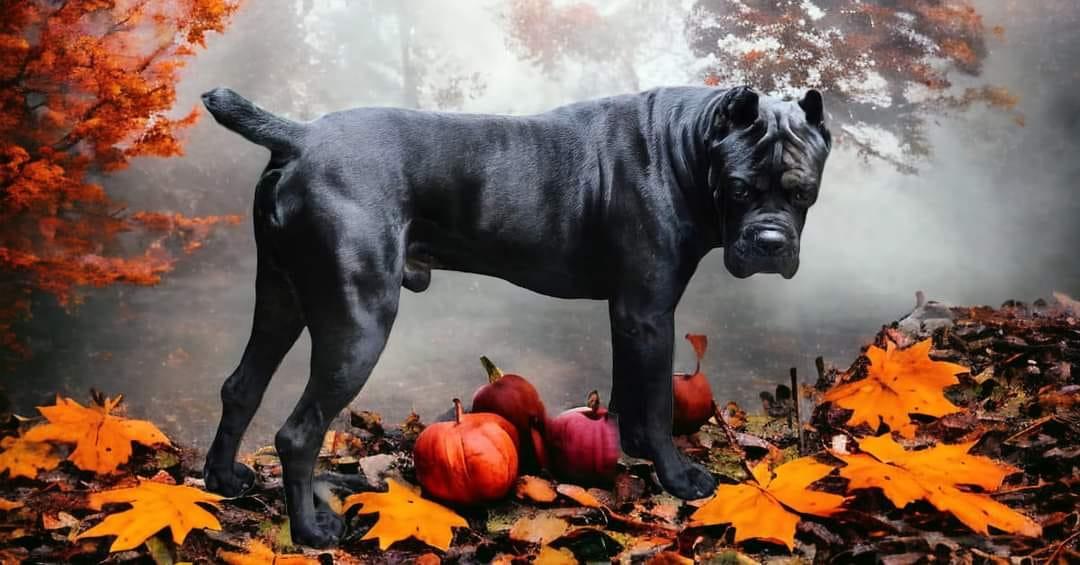 Musta cane corso uros seisoo syksyisessä vaahteranlehtimaisemassa, kuva sivusta