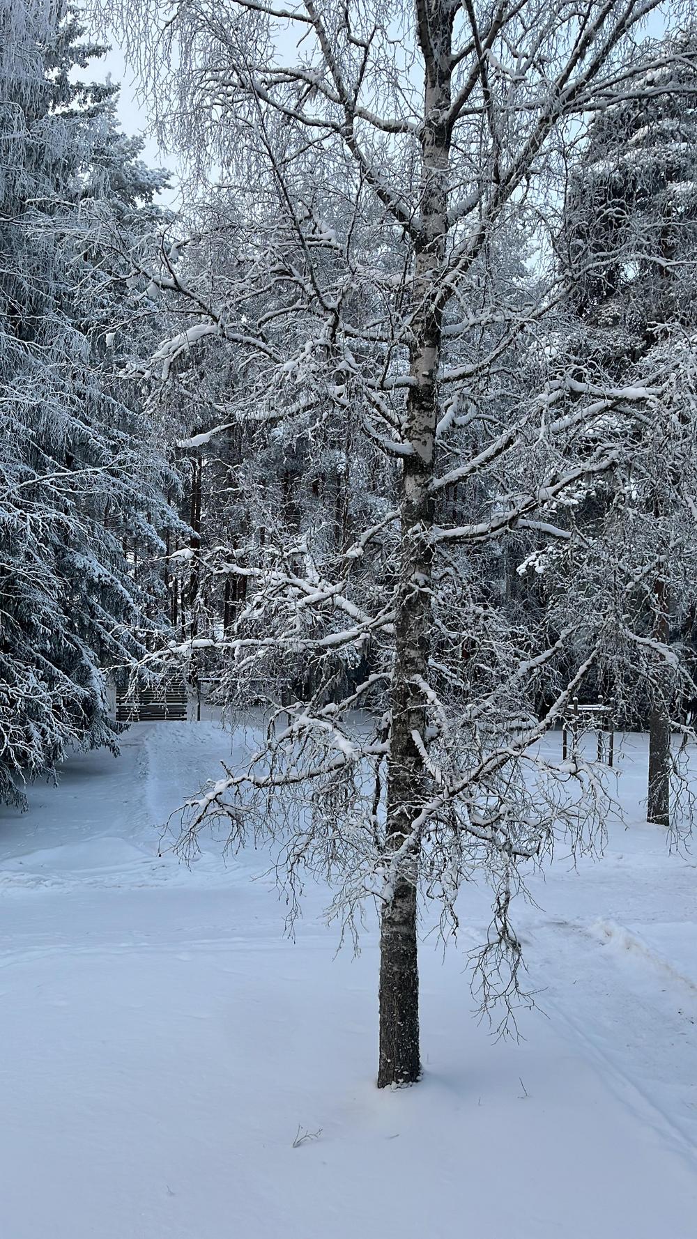 Kuvassa on talvinen koivu Metsäkankaalla