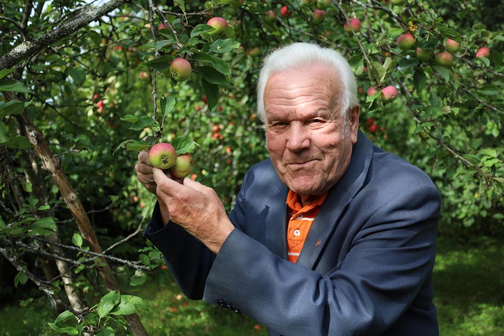 Ensio Koitto, eläkeläismies, omenapuun äärellä