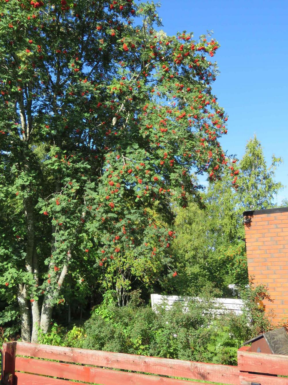 Pihlaja