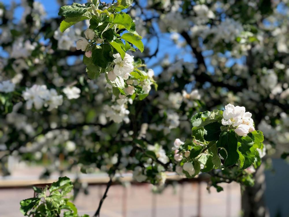 Valkoisia kukkasia, omenapuun kukkia