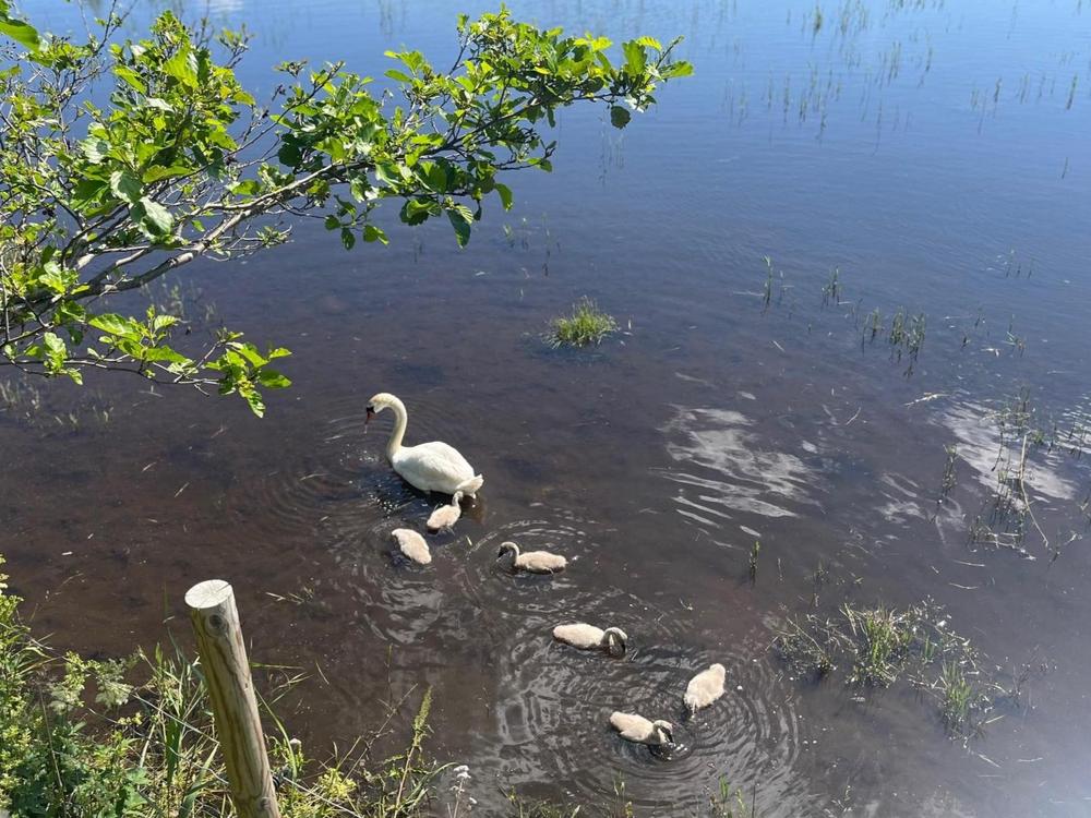 Joutsen poikasineen meren rannassa uimassa