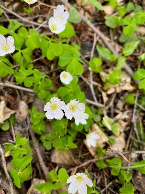 Valkoisia kukkasia metsässä