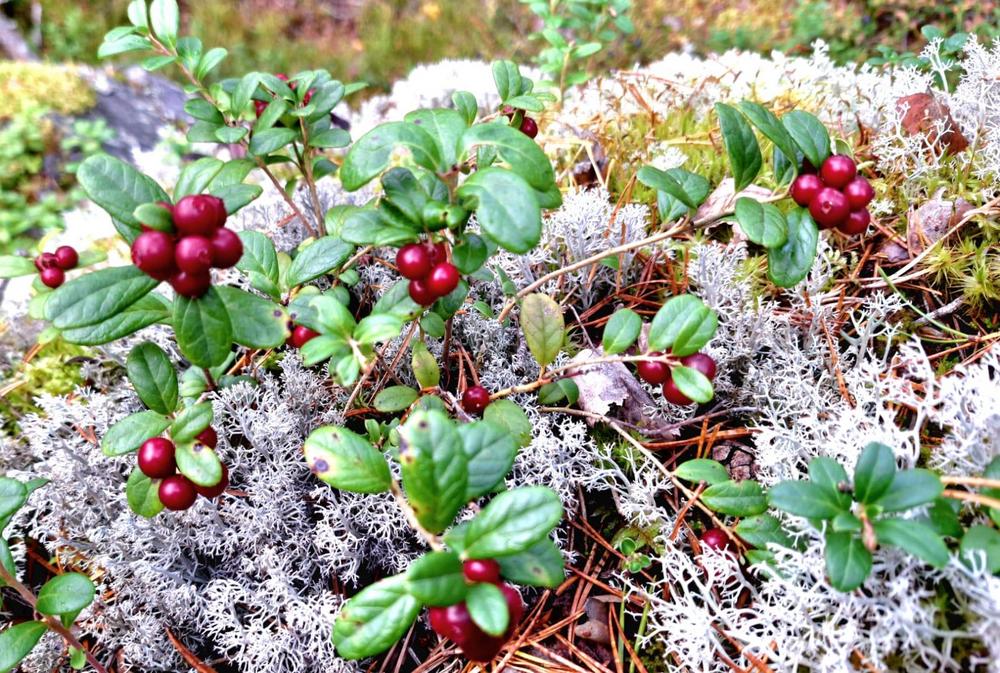 Kuvassa on suomalaisesta metsästä jäkälää ja punaisia puolukoita.