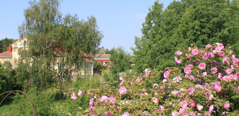 Vaaleanpunaiset ruusut kukkivat rosariumissa. Taustalla Nivolan talo ja Maskun museo