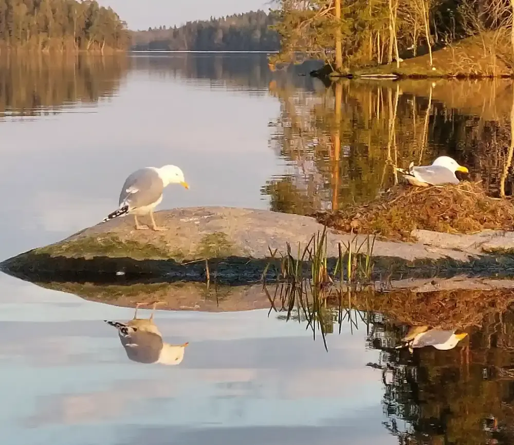 Katumajärven suojeluhdistys: Liity jäseneksi.