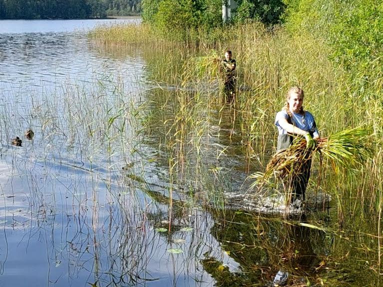 Kaksi henkilöä kerää rannasta isosorsimoa.