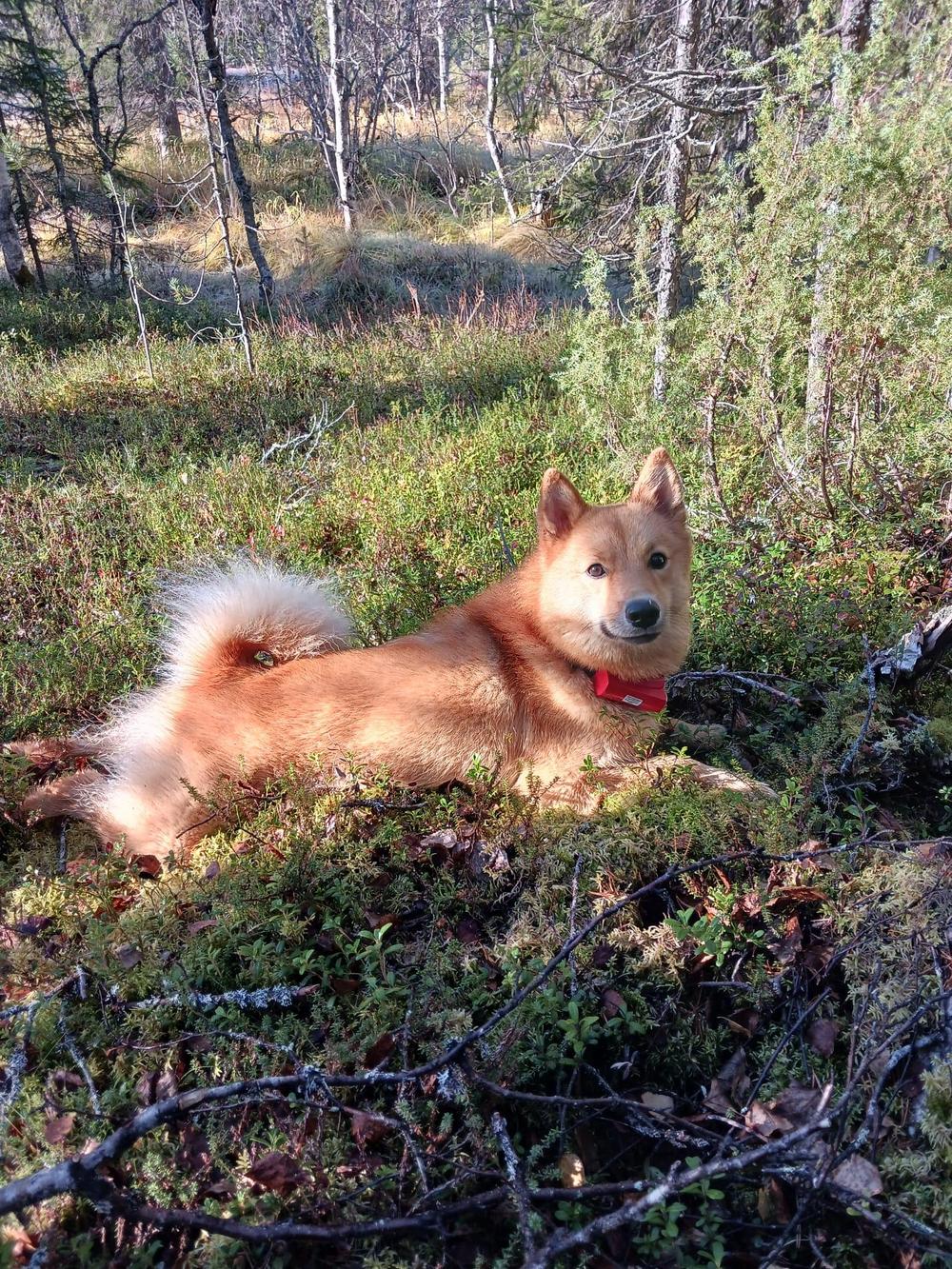Suomenpystykorva makoilemassa metsässä mättään päällä.