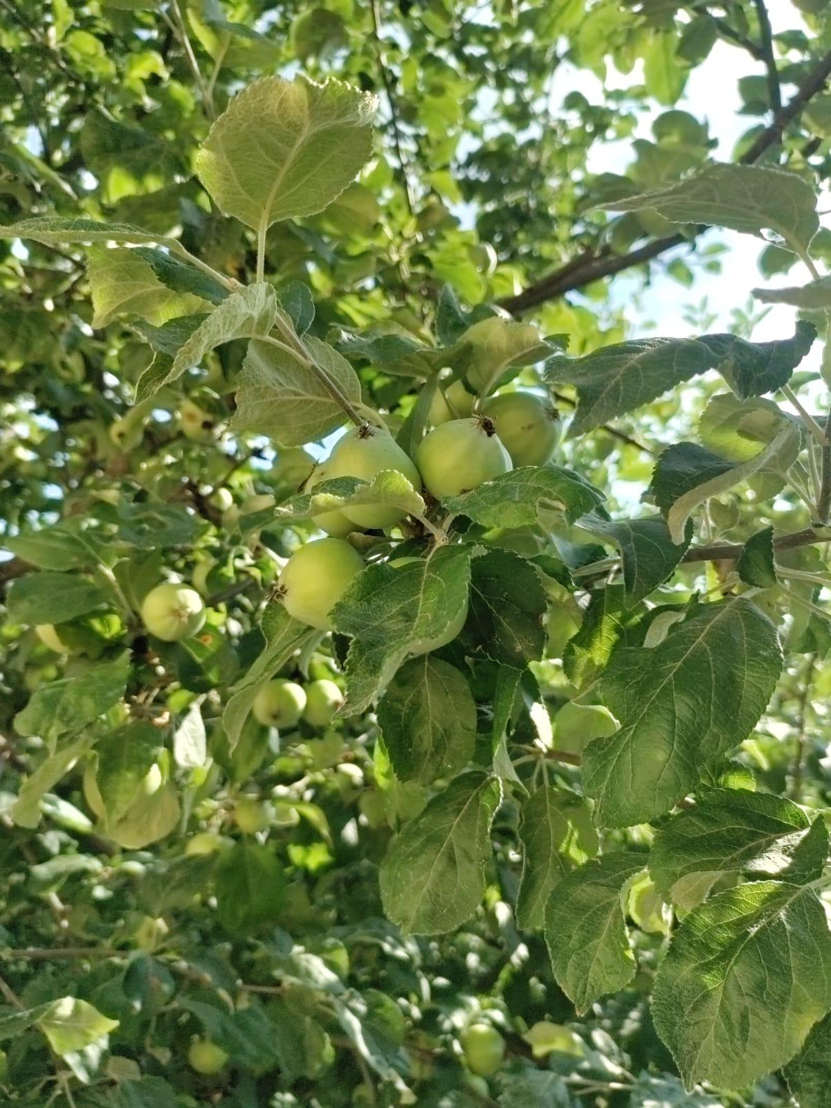 Lähikuva vihreästä omenapuusta, omenat ovat myös vihreitä.