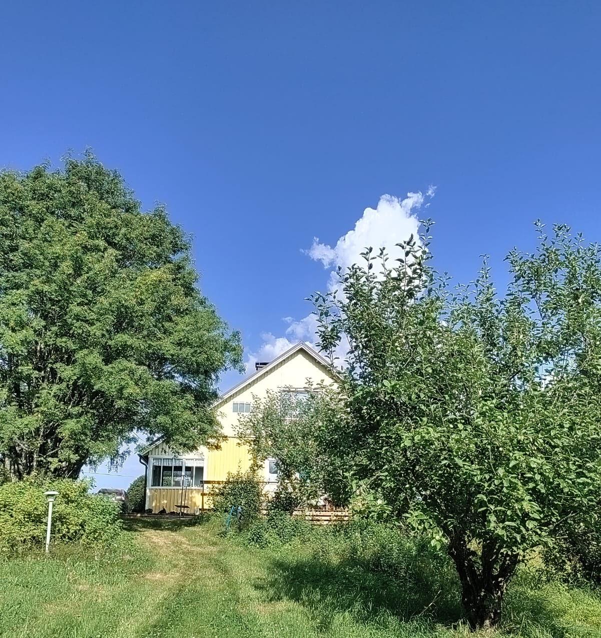 Vihreitä omenapuita ja pihlaja, takaa näkyy keltainen talo.
