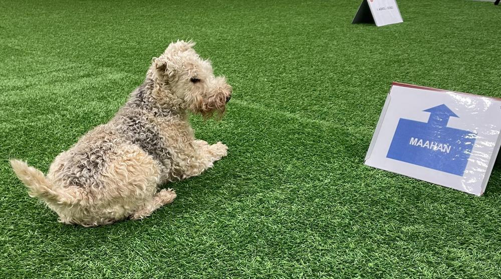 Rally-toko on erinomainen laji lakelandinterrierille