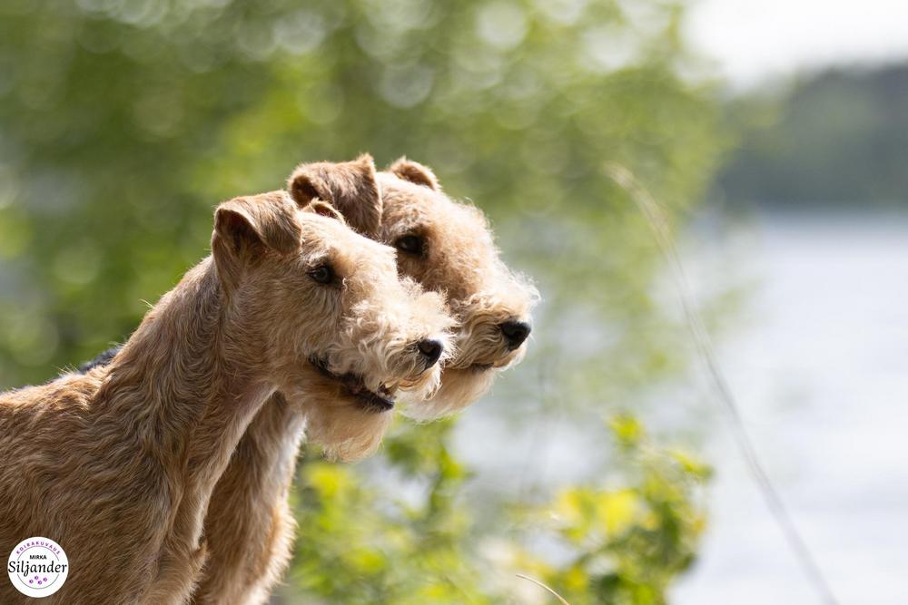 Kuva: Koirakuvaus Mirka Siljander