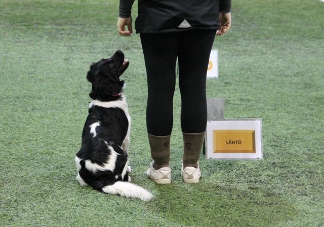 Stabijhoun istuu perusasennossa ja katsoo ohjaajaan. Vieressä rally-tokon lähtökyltti