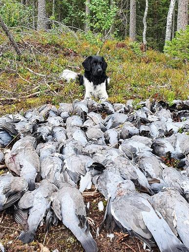 Stabijhoun makaa metsässä edessään kymmeniä metsästettyjä kyyhkyjä