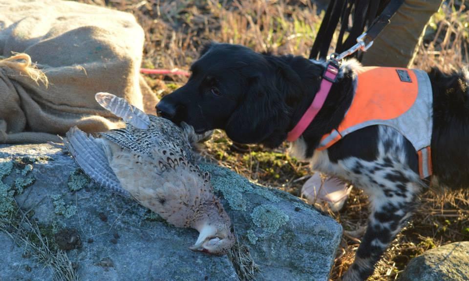 Stabijhoun nuuhkii kiven päällä olevaa kuollutta lintua