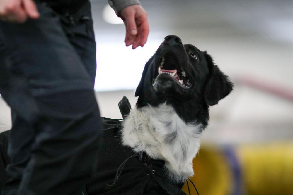 Stabijhoun katso ohjaajaa seuraamistilanteessa