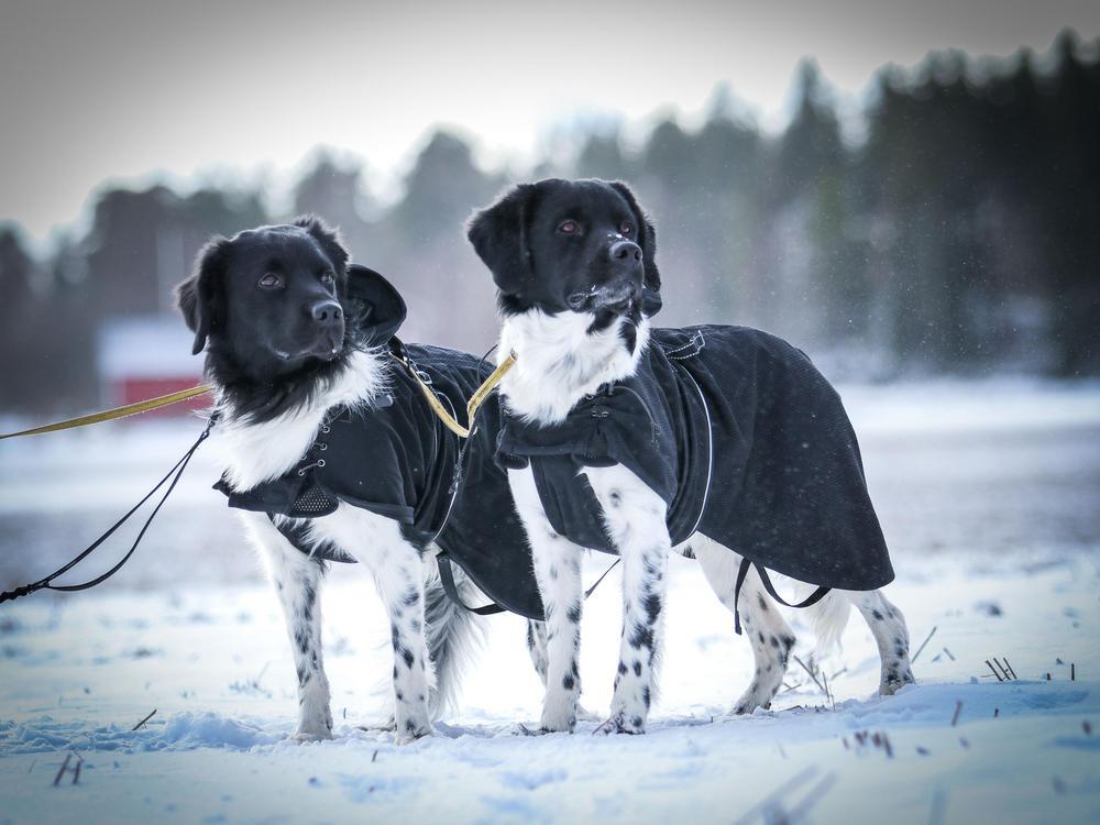 Kaksi stabijhounia seisoo vierekkäin takit päällä talvimaisemassa