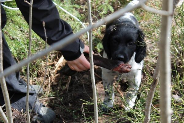 Metsässä stabijhoun-pentu nuuhkii eläimen sorkkaa, joka on henkilön kädessä
