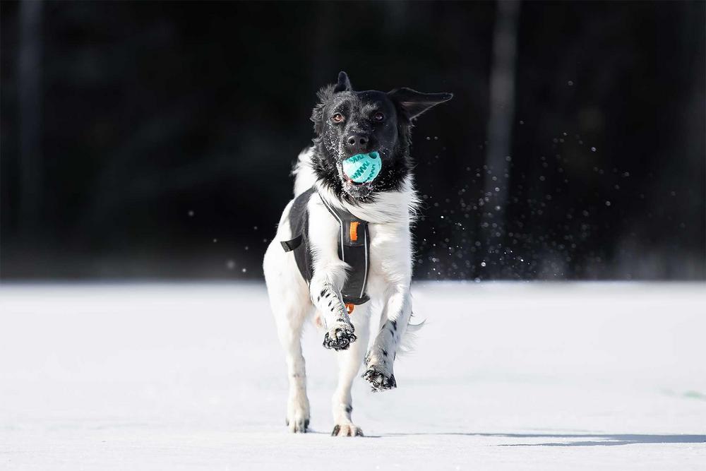 Stabijhoun juoksee kohti lumen päällä pallo suussaan